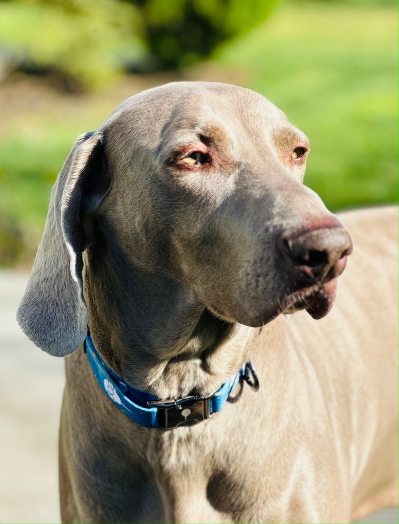 2023 - 302 Dog Collar and Leash