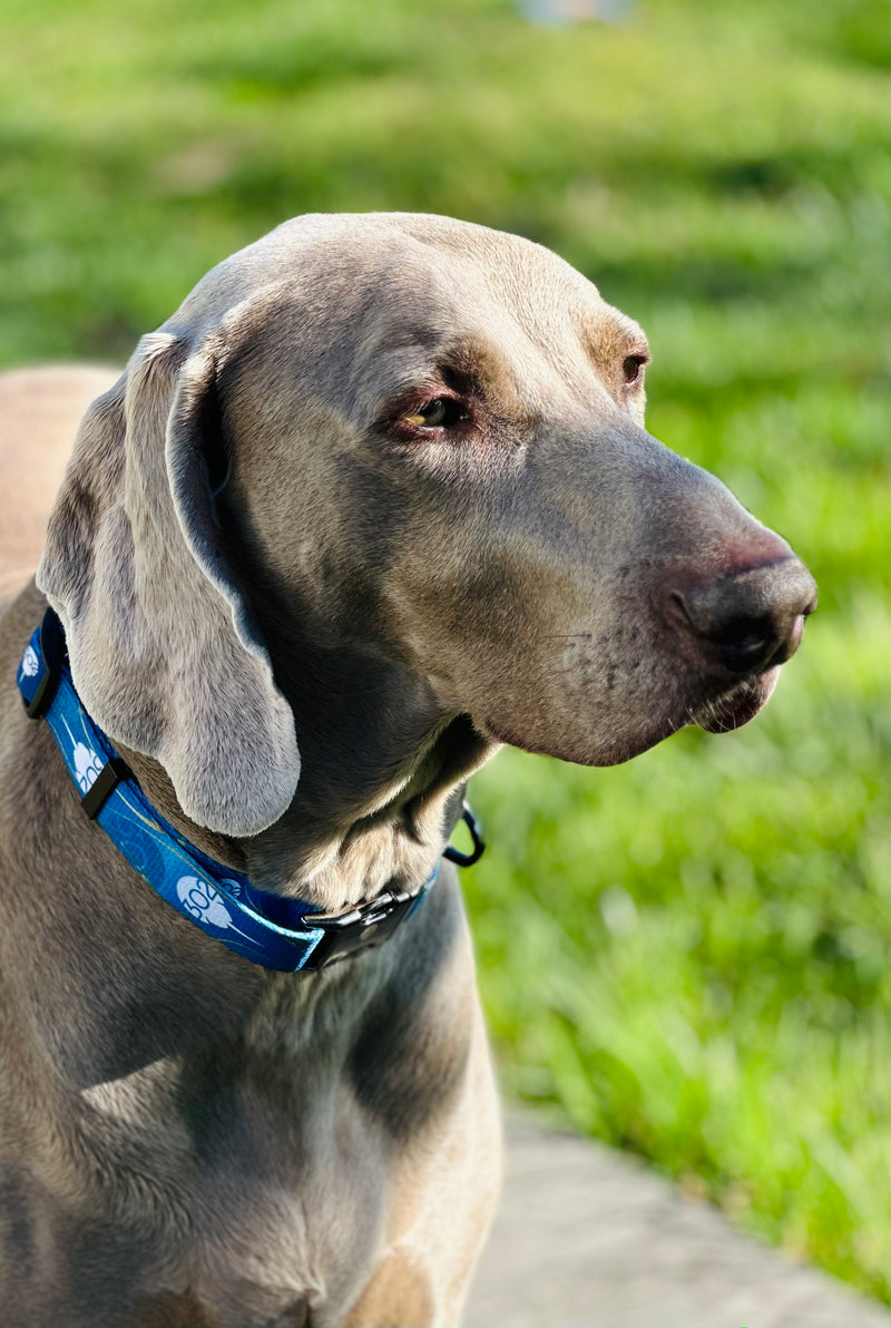 2023 - 302 Dog Collar and Leash